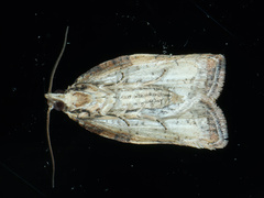 Epiphyas postvittana