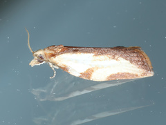 Epiphyas postvittana