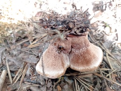 Hydnellum peckii
