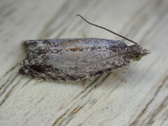 Epinotia nisella