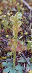 Pterostylis cycnocephala