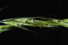 Bromus morrisonensis