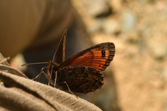 Erebia montanus