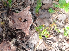 Hydnellum peckii
