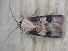 Agrotis puta