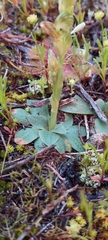 Pterostylis cycnocephala