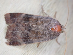 Noctua janthe
