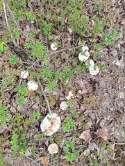 Hydnellum peckii