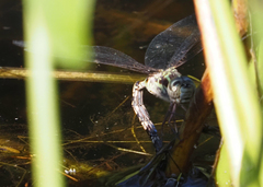 Aeshna clepsydra