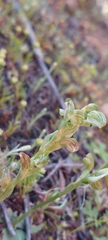 Pterostylis cycnocephala