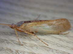 Limnephilus