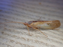 Limnephilus