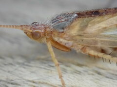 Limnephilus