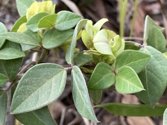 Macrotyloma axillare axillare