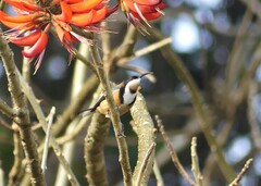 Acanthorhynchus tenuirostris