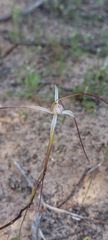 Caladenia capillata