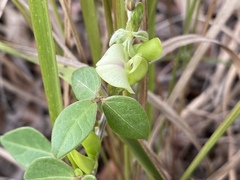 Macrotyloma axillare axillare