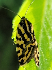 Acontia trabealis