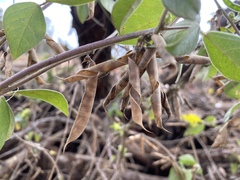 Macrotyloma axillare axillare