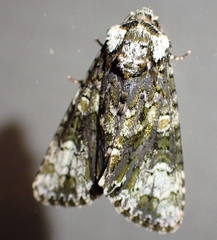 Craniophora ligustri