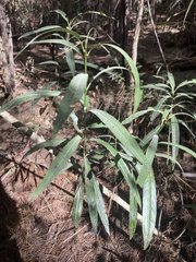 Melicytus lanceolatus