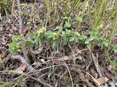 Macrotyloma axillare axillare