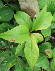 Lysimachia borealis