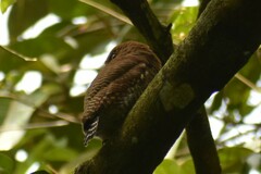 Glaucidium radiatum