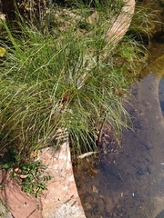 Cyperus papyrus