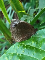 Elymnias hypermnestra beatrice