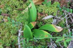 Maianthemum trifolium