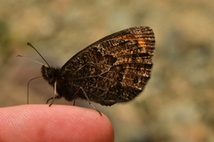 Erebia montanus