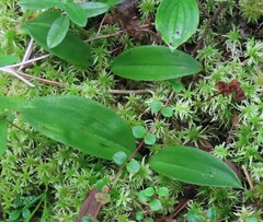Maianthemum trifolium