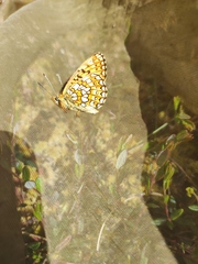 Boloria eunomia