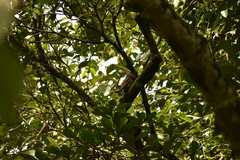Glaucidium radiatum