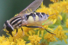 Helophilus trivittatus