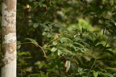 Psilopogon viridis