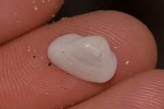 Noetiidae