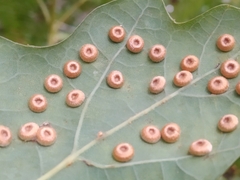 Neuroterus numismalis