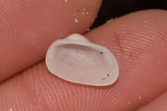Noetiidae