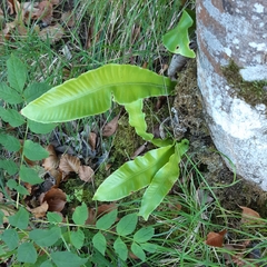 Asplenium scolopendrium