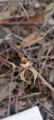 Caladenia cardiochila