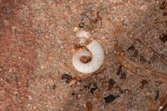 Spirula spirula