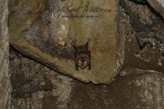 Rhinolophus hipposideros