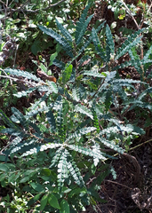 Comptonia peregrina