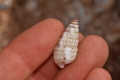 Rhinoclavis bituberculata