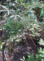 Comptonia peregrina