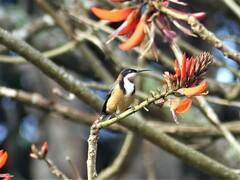 Acanthorhynchus tenuirostris