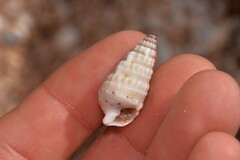 Rhinoclavis bituberculata