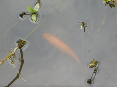 Amphilophus labiatus